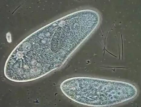 细菌是单细胞生物吗(硝化细菌是单细胞生物吗)