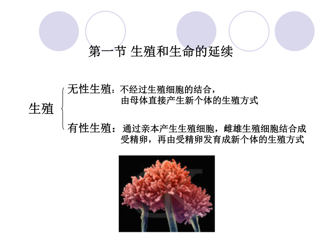 细菌的生殖方式_(细菌的生殖方式和营养方式)