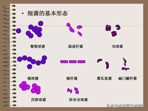 细菌和病毒的区别_(细菌和病毒的区别是什么 简单)
