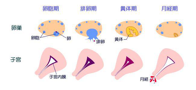 子宫内膜_(子宫内膜癌b超能看出来吗)