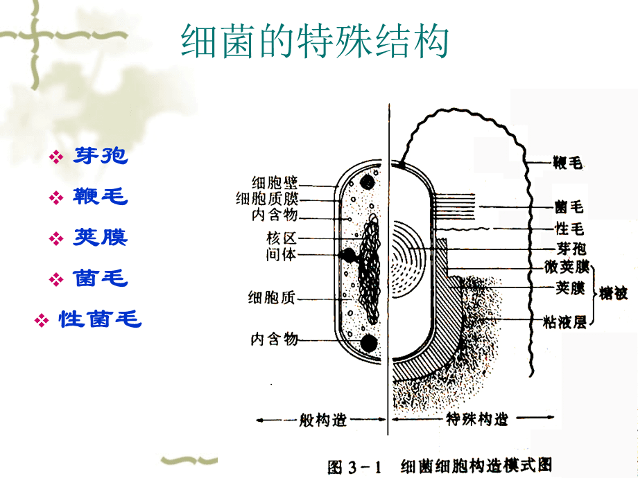 细菌的结构-(细菌的结构有哪些)