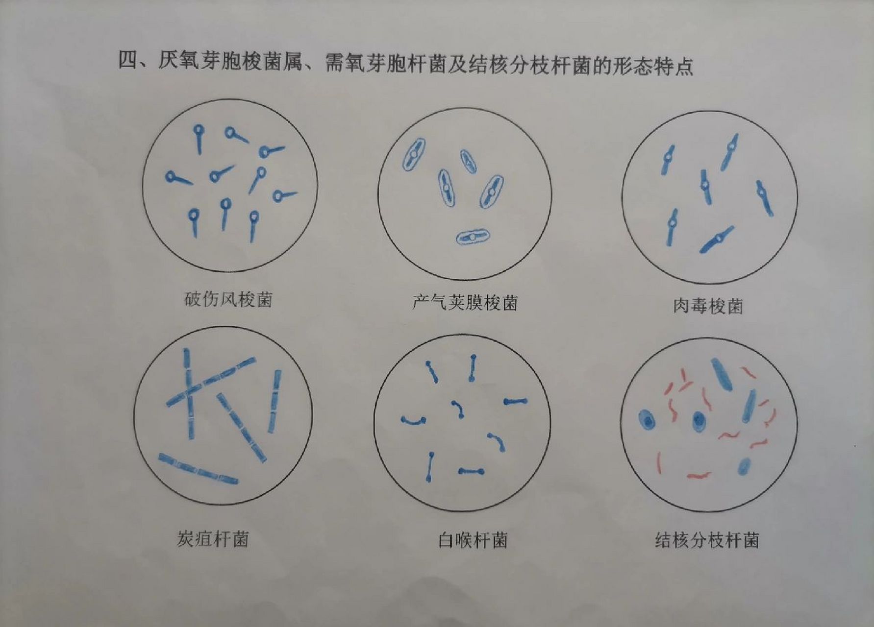 细菌的结构-(细菌的结构有哪些)