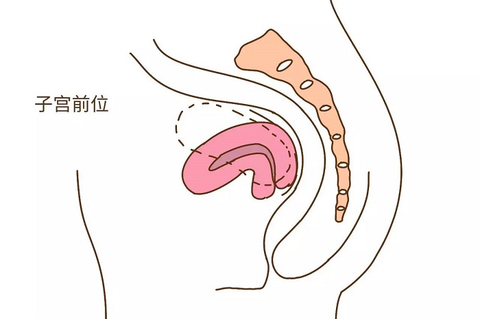 子宫前位是什么意思_(子宫前位是什么意思正常吗)