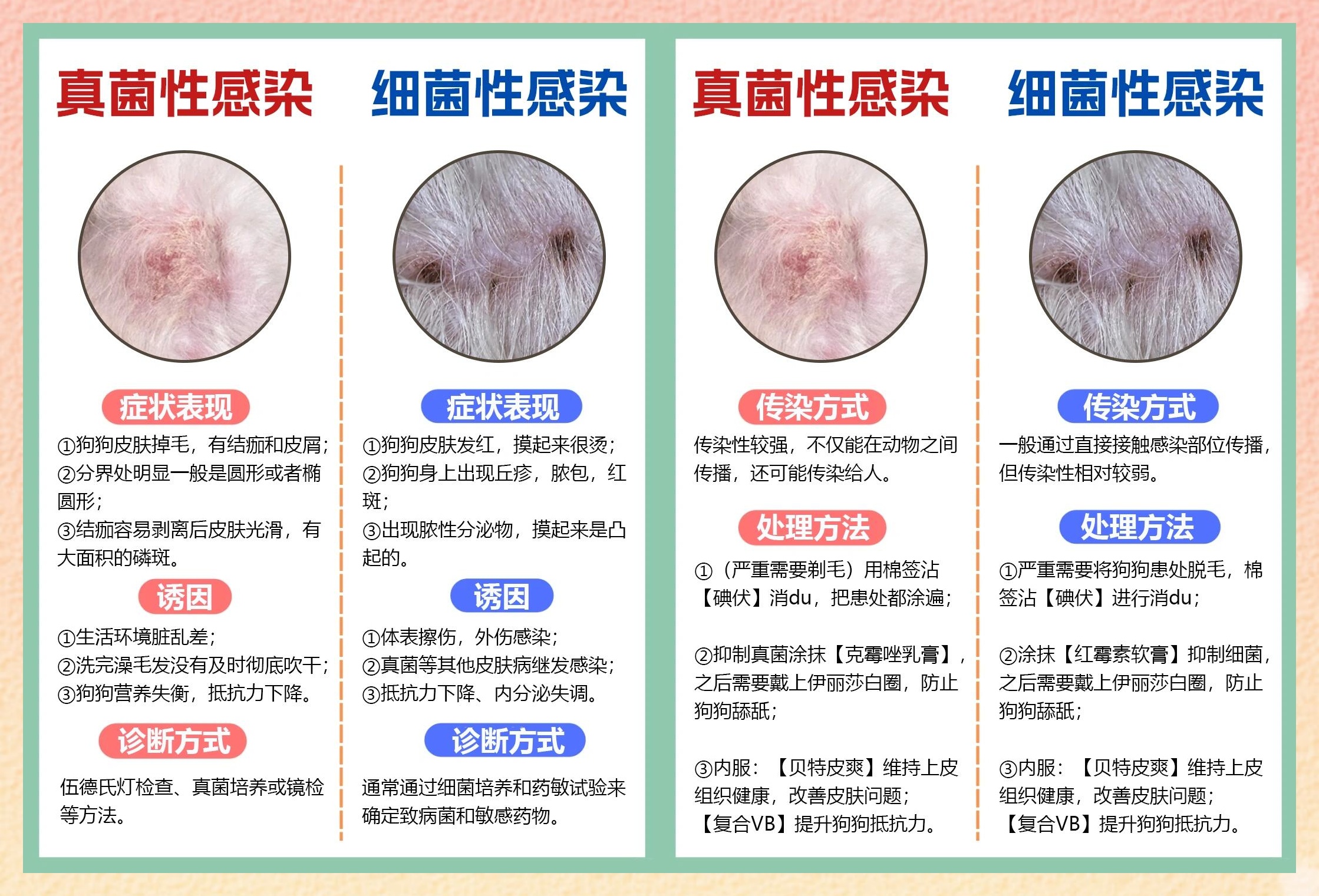 真菌和细菌有什么区别-(真菌和细菌有什么区别联系)