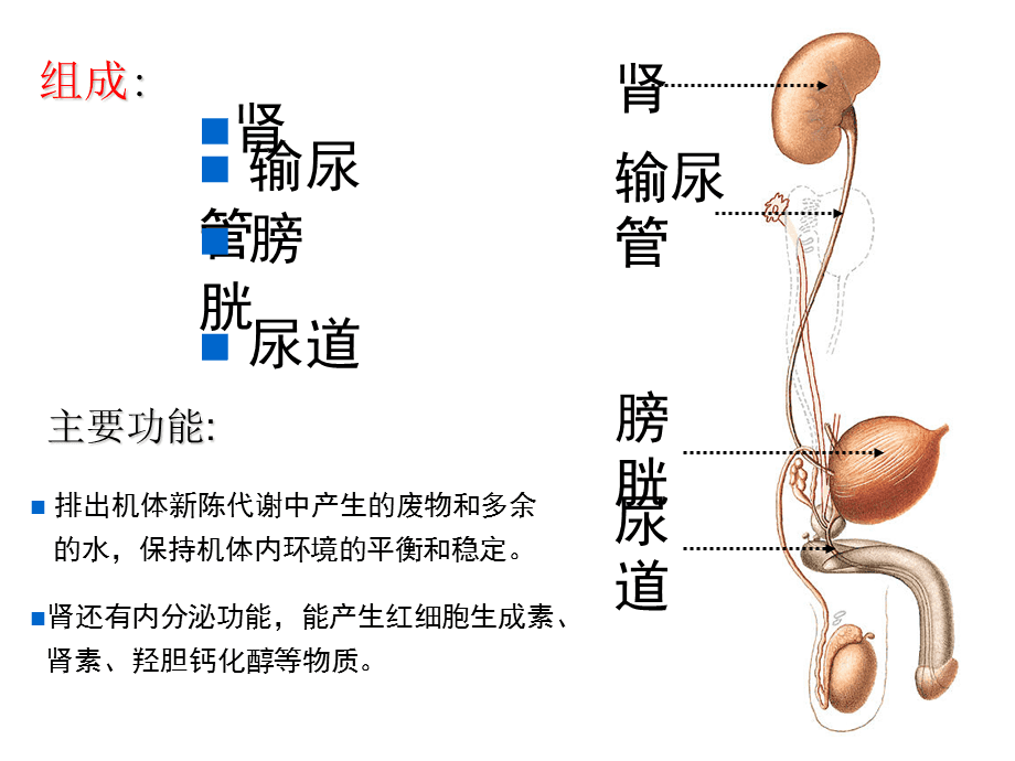 男性泌尿_(男性泌尿系彩超检查什么部位)