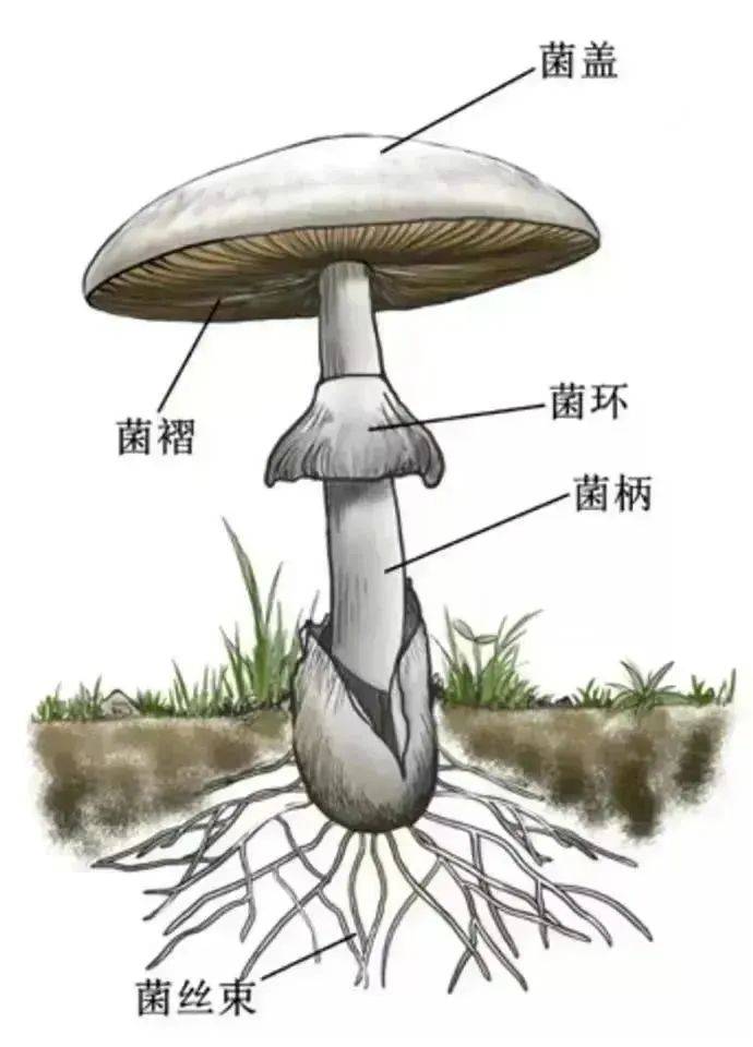 酵母菌是细菌还是真菌(乳酸菌酵母菌是细菌还是真菌)