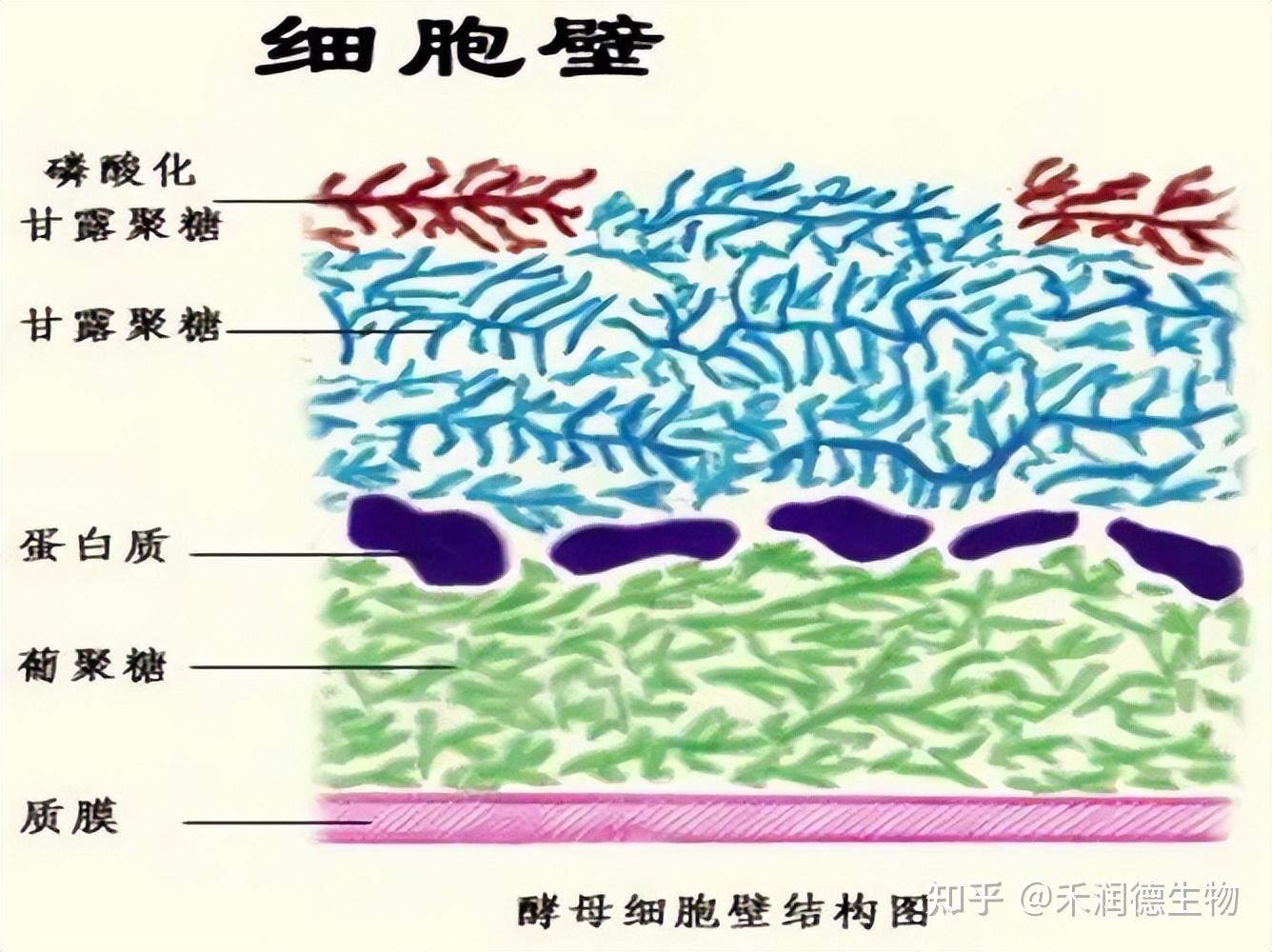 细菌细胞壁_(细菌细胞壁的特有成分是肽聚糖)