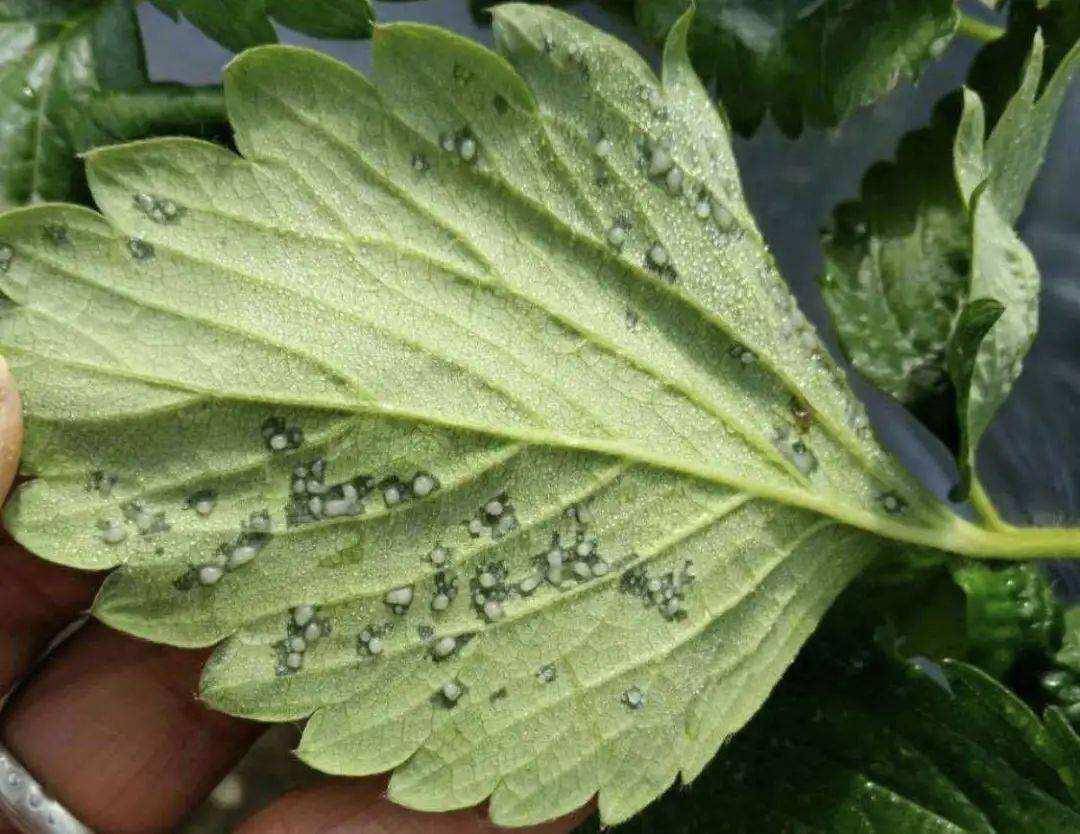 细菌性角斑病(细菌性角斑病治疗方法)