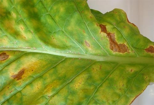 细菌性角斑病(细菌性角斑病治疗方法)