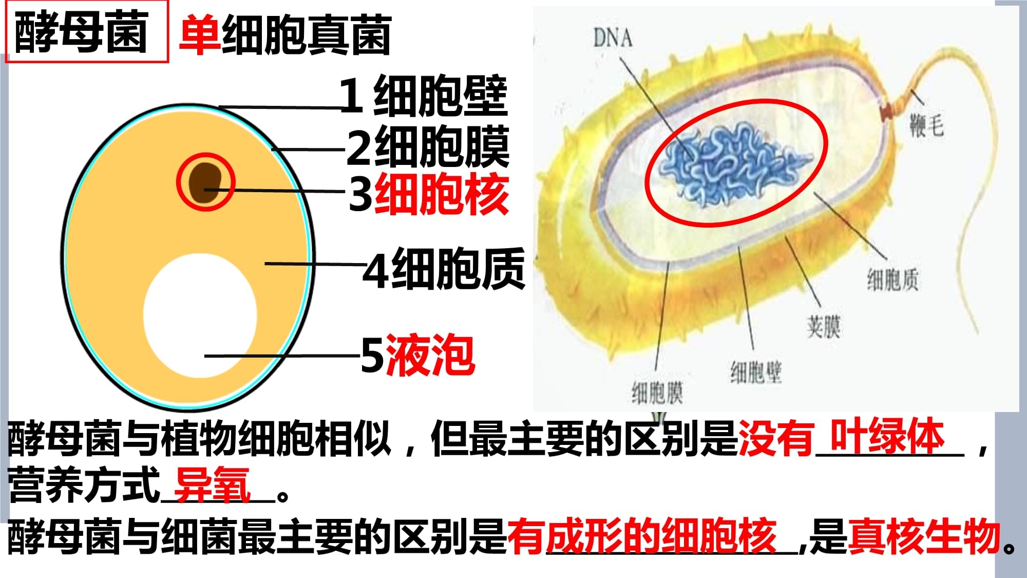 细菌和真菌_(细菌和真菌培养的一般方法)