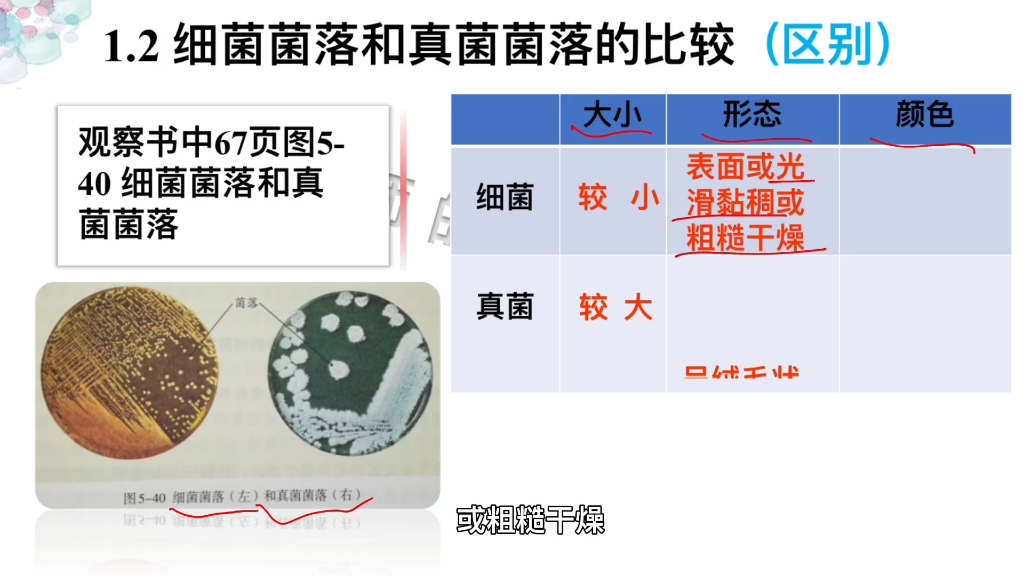 细菌与真菌的区别(毛囊炎细菌和真菌的区别)