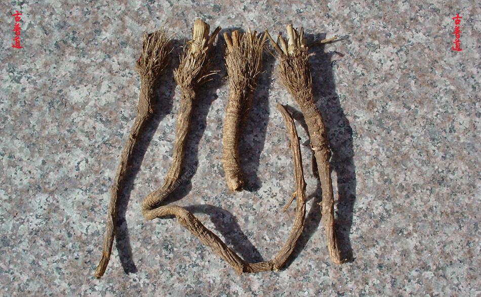 防风(防风的药性和功能主治)