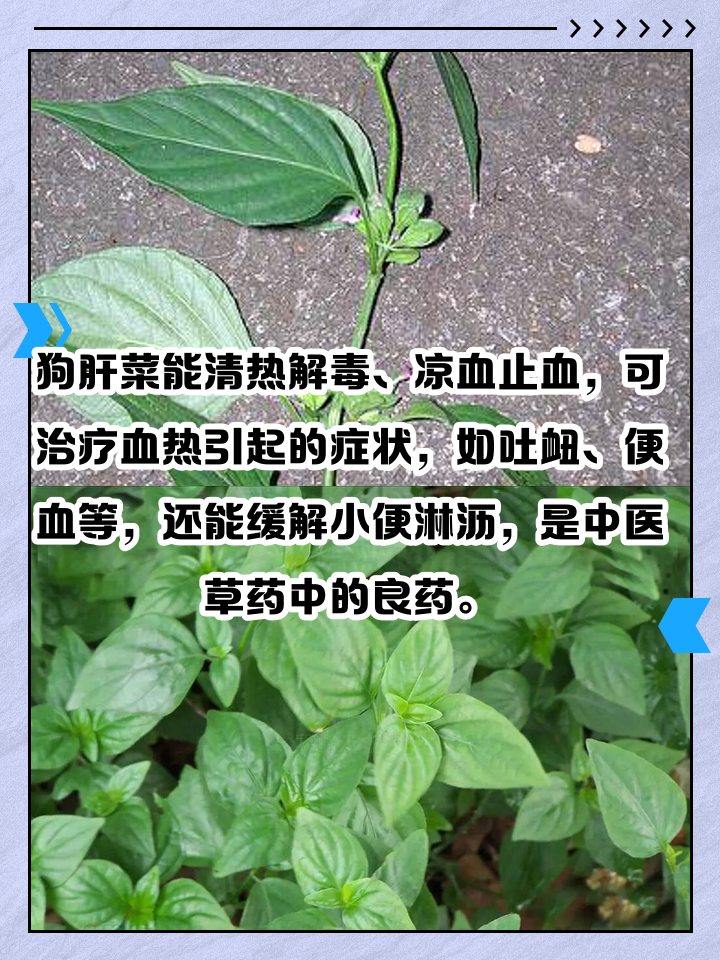 狗肝能吃吗-(狗肝可以吃吗?)