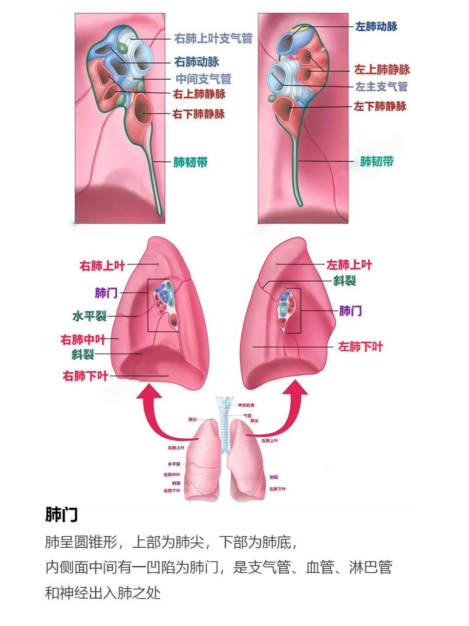 呼吸系统的组成(畜禽呼吸系统的组成)