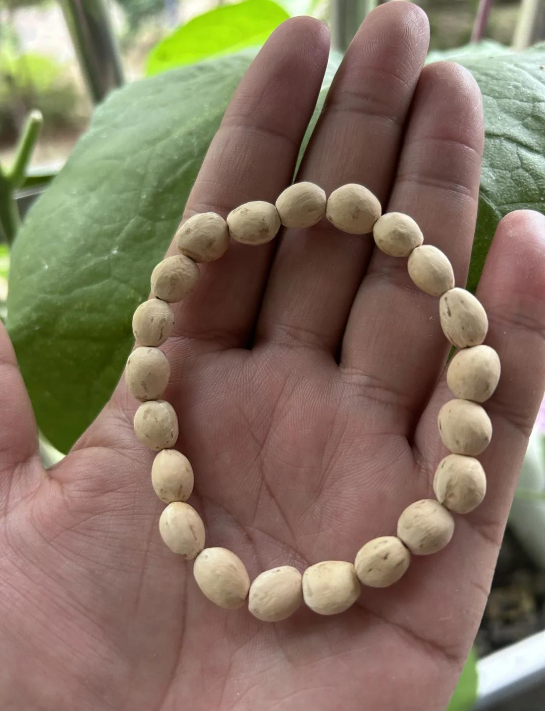 樱桃核有毒吗_(樱桃核有毒吗真的假的)