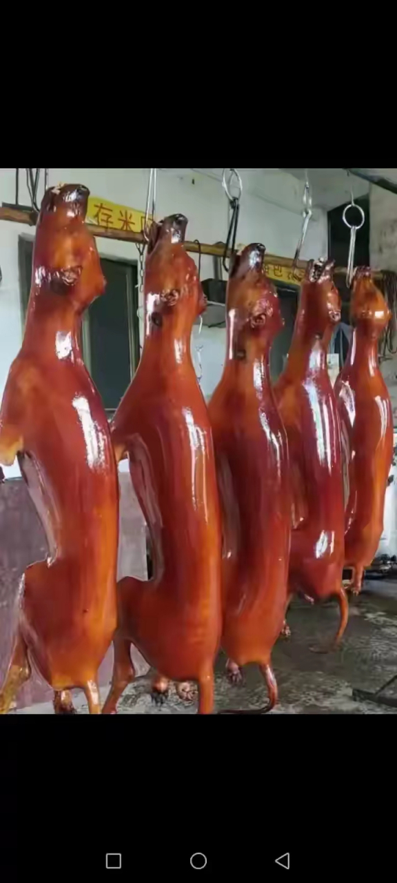 狗肉能吃吗_(狗肉能吃吗,有什么功效)