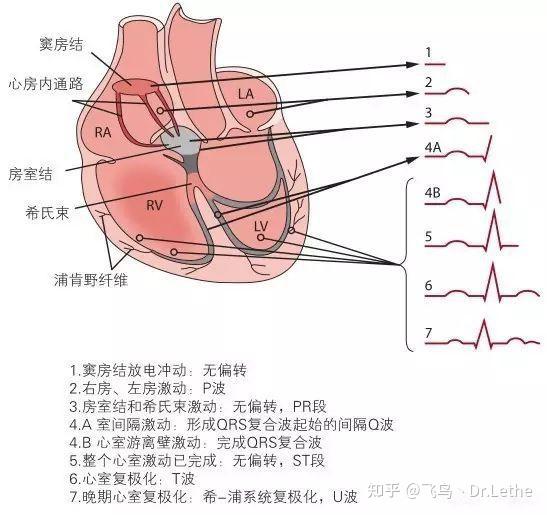 心电图正常_(心电图正常能证明心脏没问题吗)