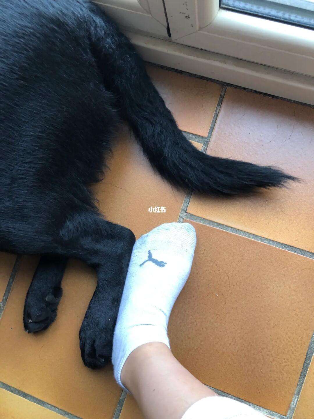 脚大(脚大拇指关节疼痛什么原因引起的)