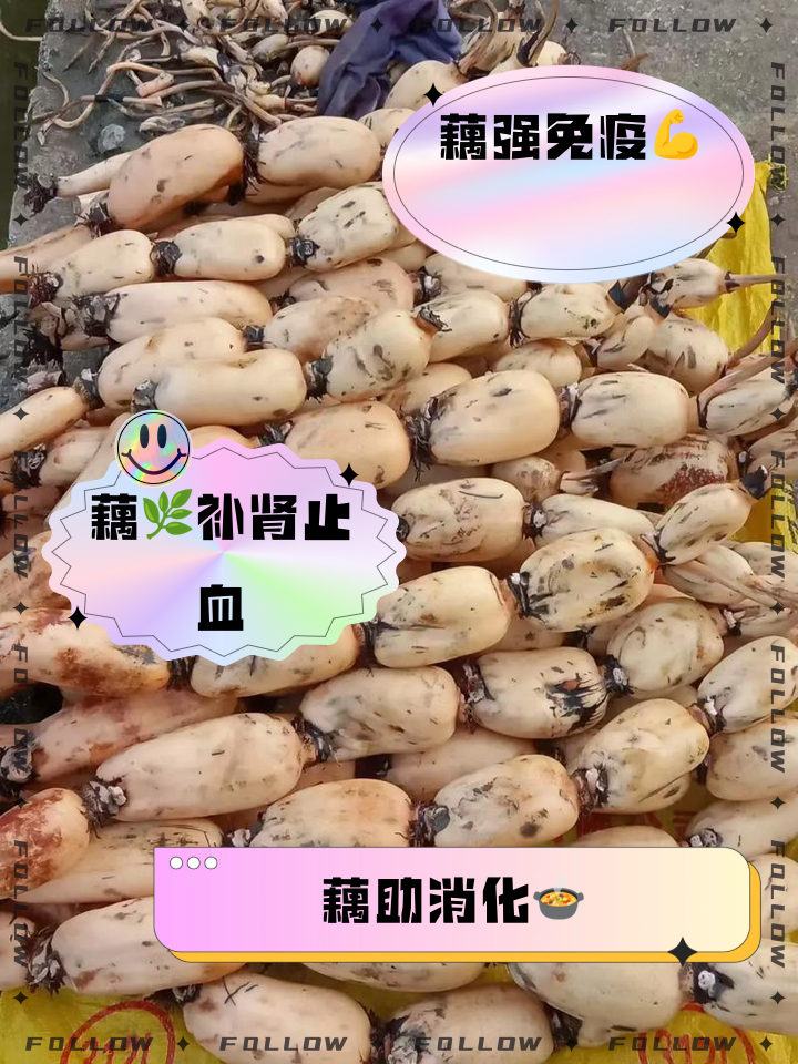 怀孕可以吃莲藕吗_(怀孕吃莲藕吗有影响吗)