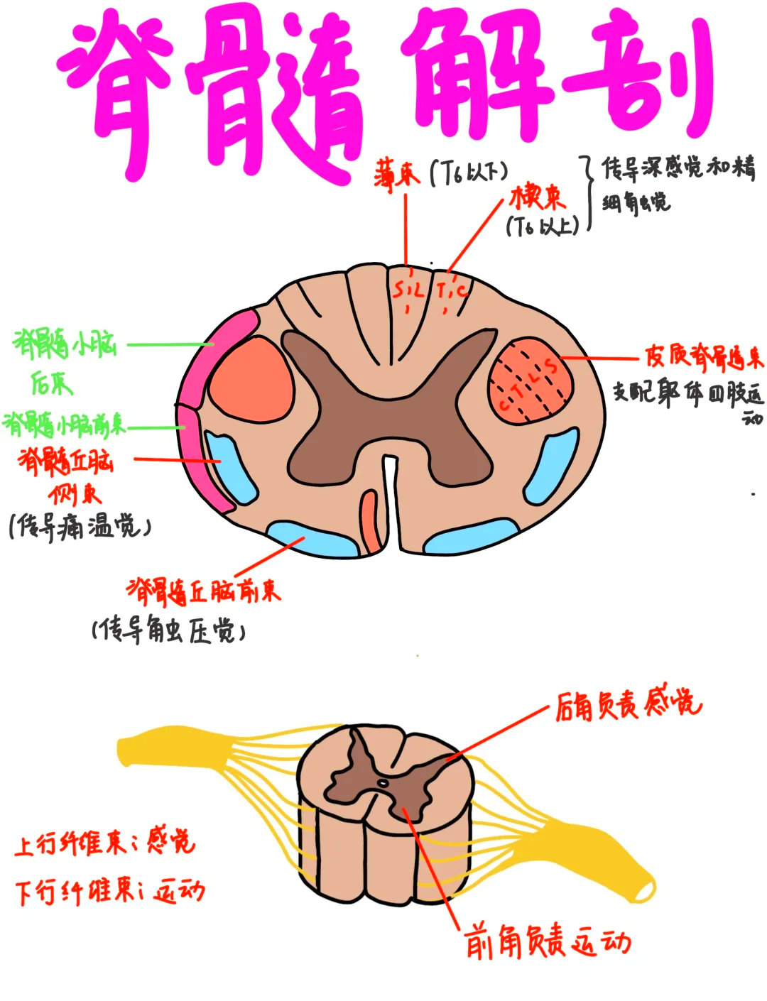 皮质核束-(皮质核束经过)