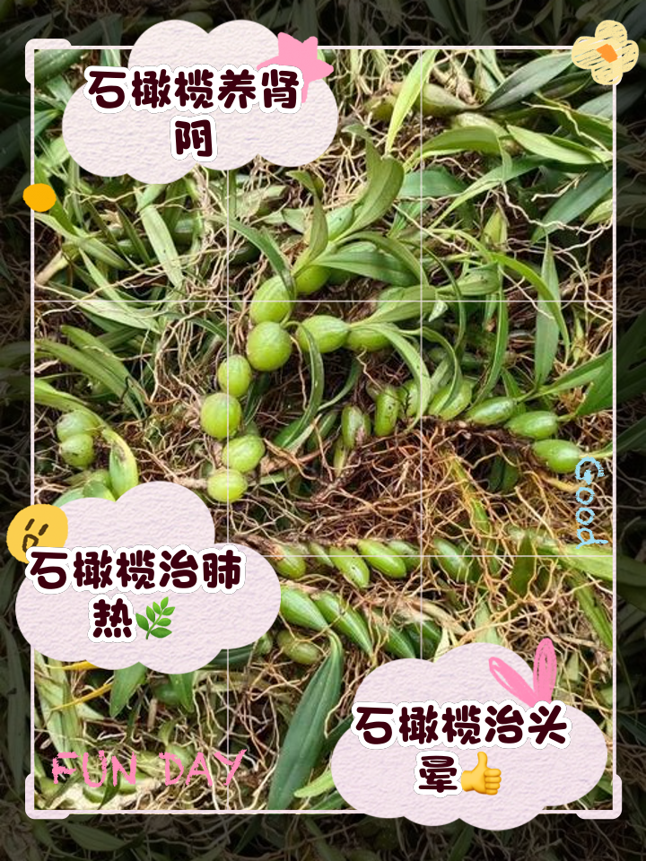 石橄榄相克的食物(石橄榄相克的食物表)