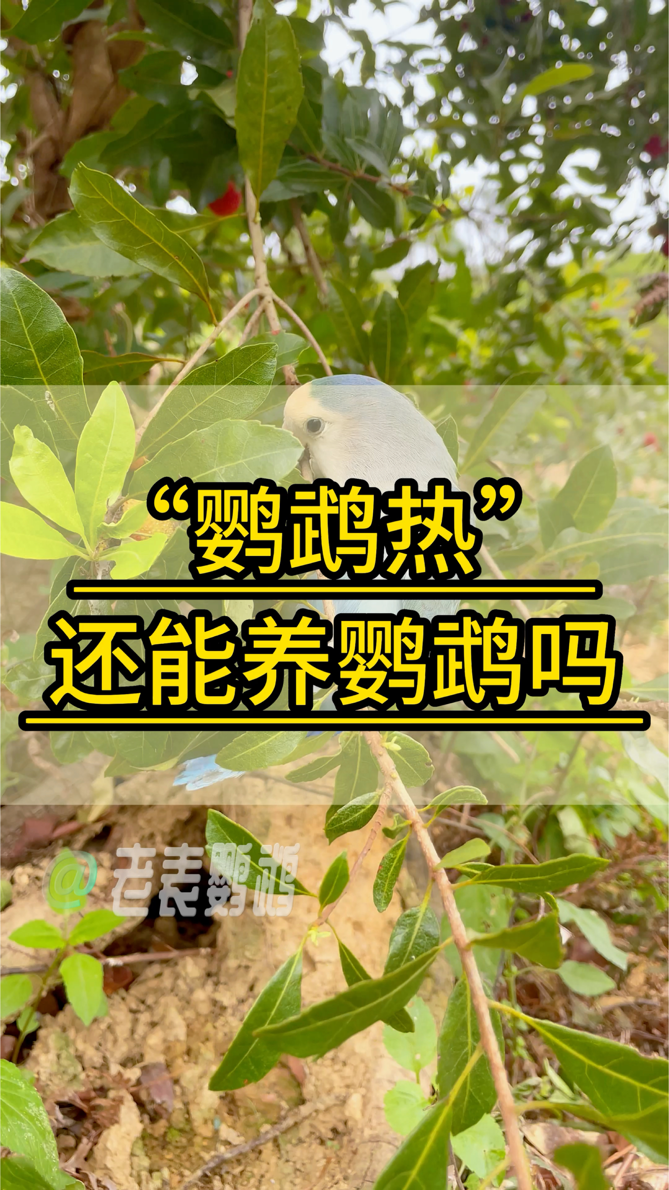 鹦鹉热_(鹦鹉热首选药物是)