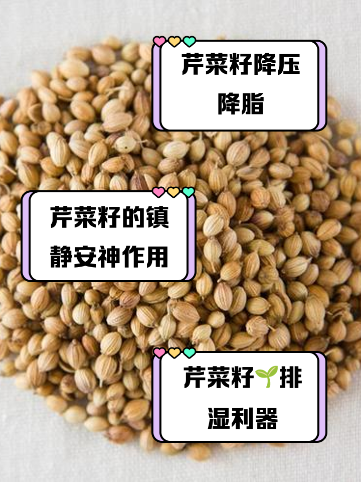 喝中药能吃芹菜吗-(喝中药能吃芹菜吗会解药吗)