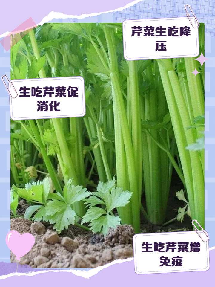 喝中药能吃芹菜吗-(喝中药能吃芹菜吗会解药吗)