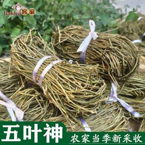 五叶神草的功效-(神仙草的功效与作用的功能与主治)