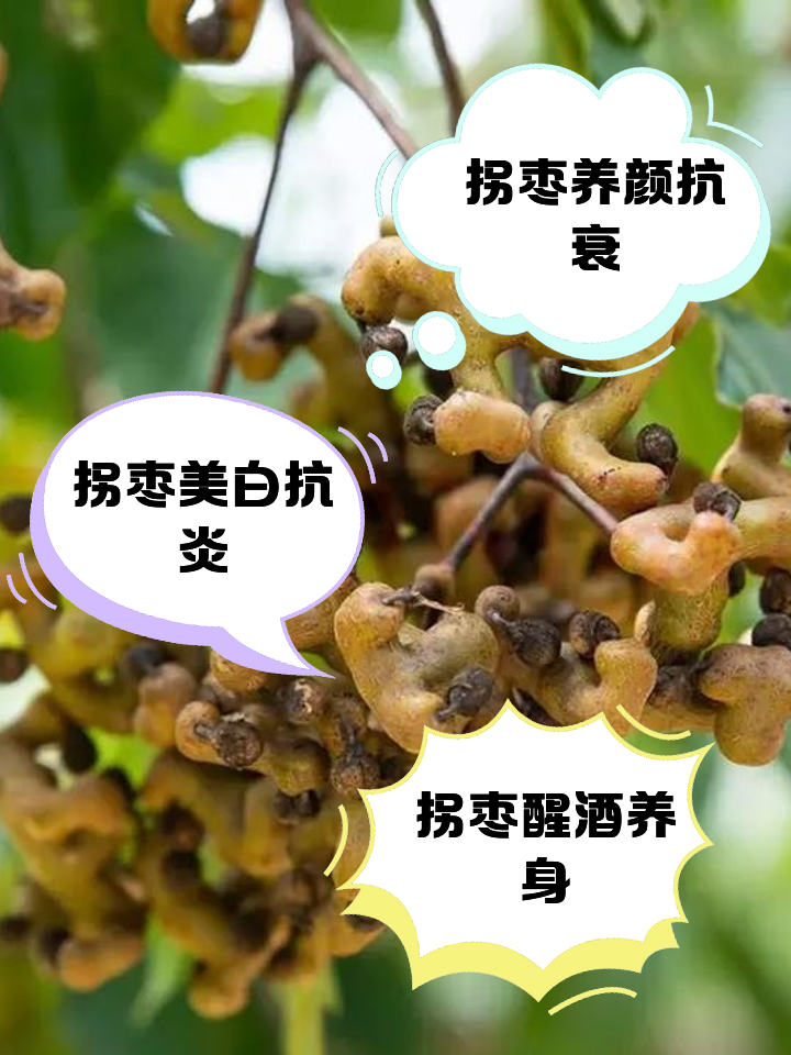 孕妇能吃拐枣吗_(孕妇能吃拐枣吗?)