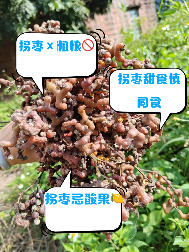 孕妇能吃拐枣吗_(孕妇能吃拐枣吗?)