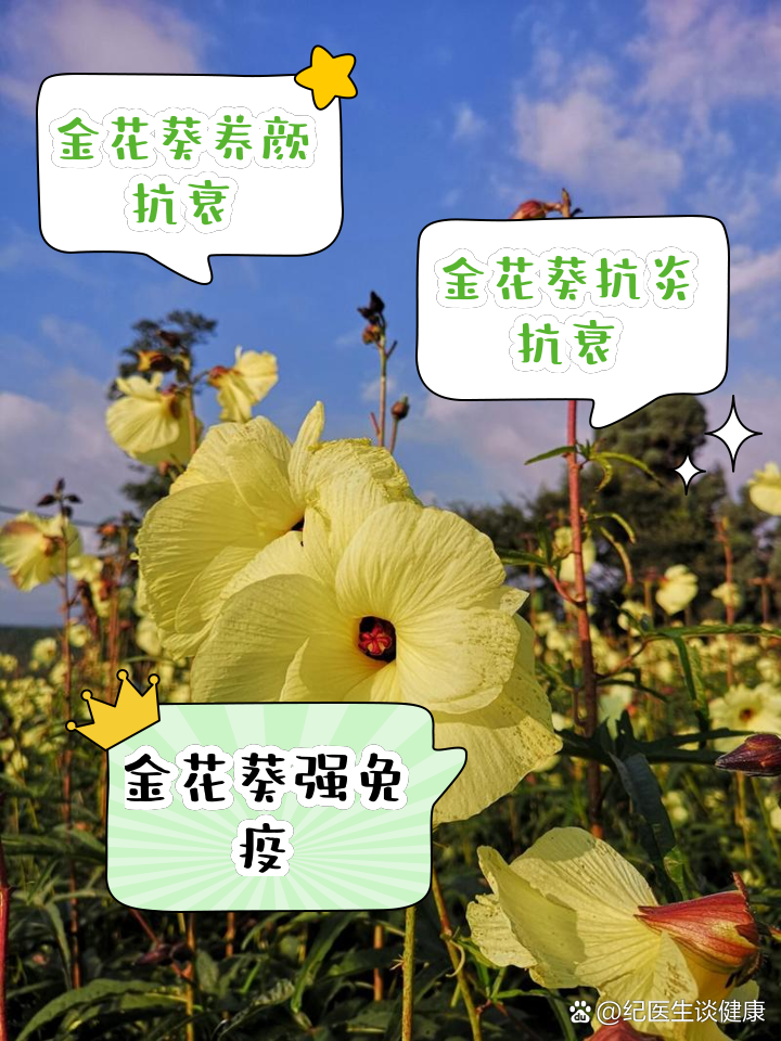 葵胆的功效与作用-(葵胆的功效与作用用法)