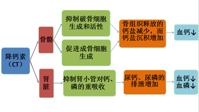 降钙素作用-(降钙素作用于什么细胞)