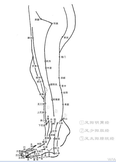 承筋-(承筋的准确位置图片及功效)