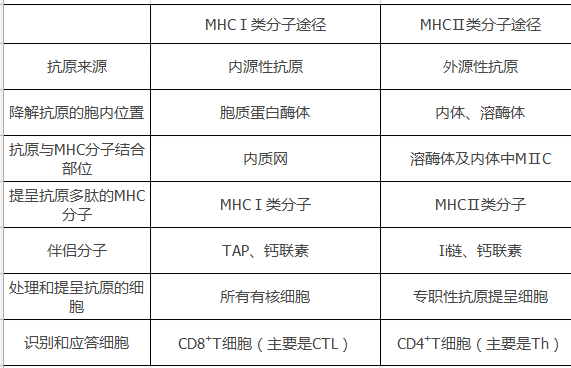mhc分子-(mhc免疫学是什么意思)