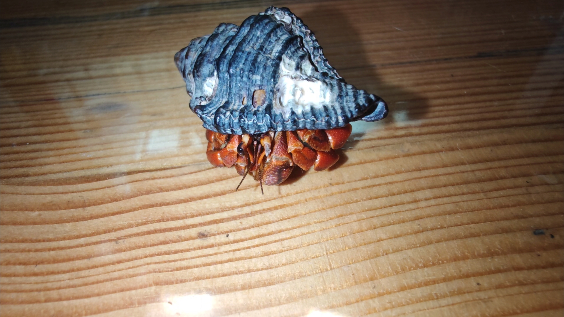 寄居蟹有寄生虫吗(寄居蟹的寄生虫会跑到人身上吗)