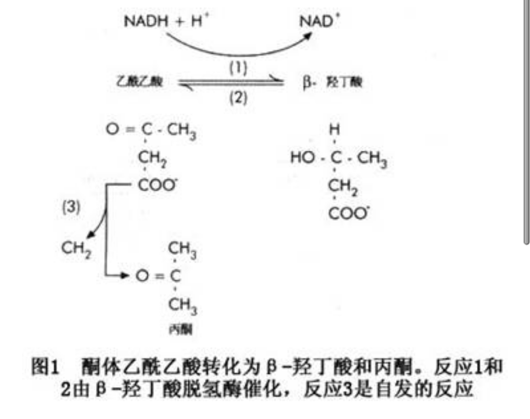 阿尔法酮酸-(肾功能不全病人 阿尔法酮酸)