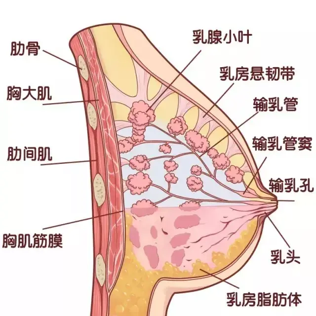 乳腺导管_(乳腺导管扩张是怎么回事)