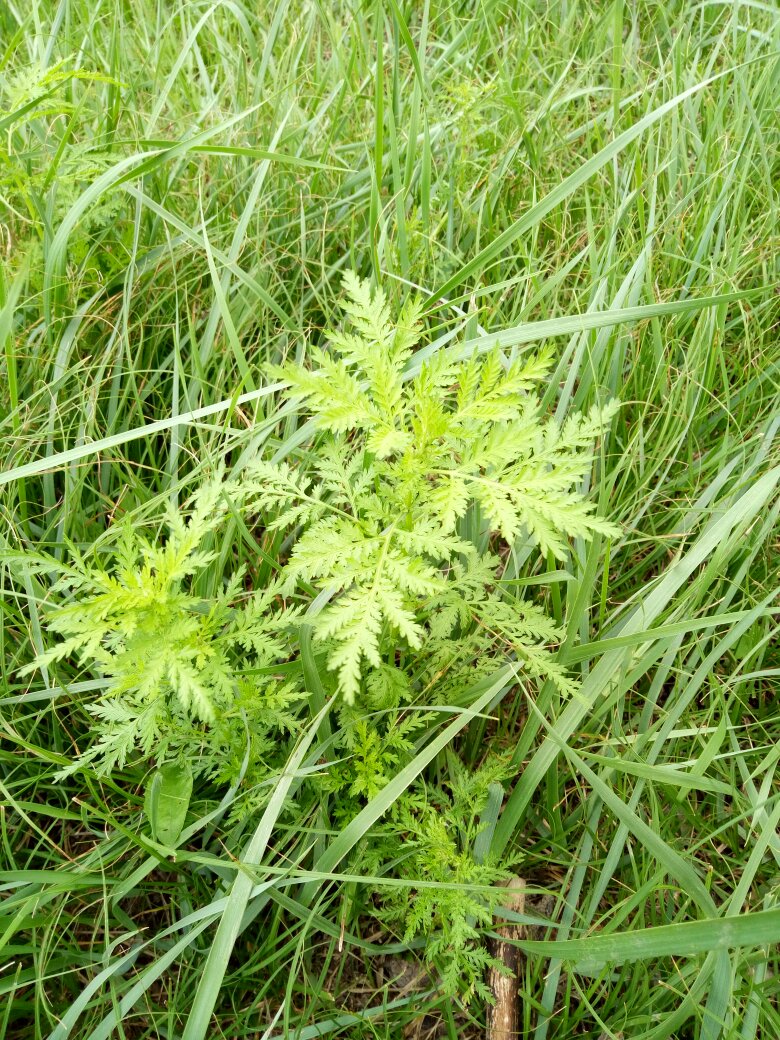 矮豚草_(矮豚草在农村叫什么名字)