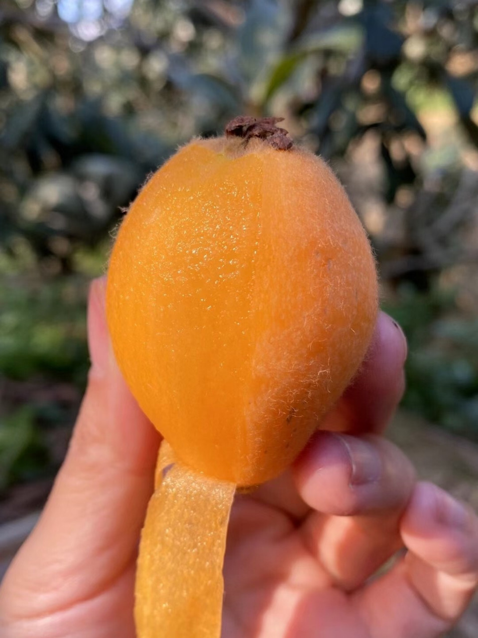 治咳嗽的水果_(治咳嗽的水果有哪些)