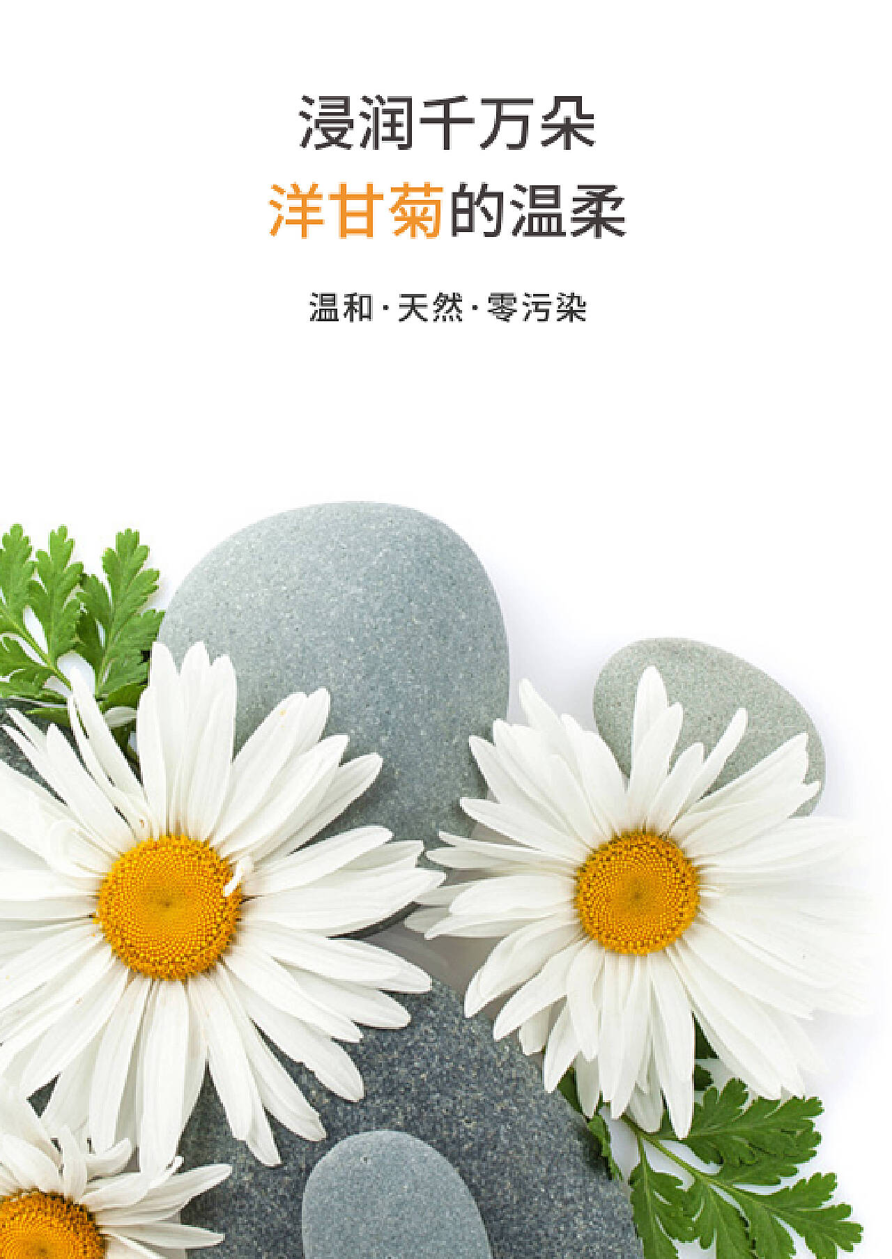 洋甘菊纯露-(洋甘菊纯露对皮肤过敏有修复作用吗)