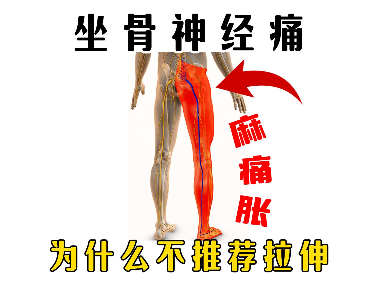 坐骨神经位置_(缓解坐骨神经痛的六个简单运动)