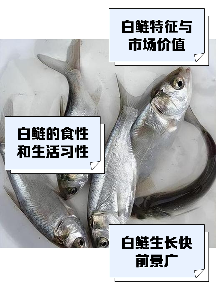 白鲢(白鲢鱼和花鲢鱼的区别)
