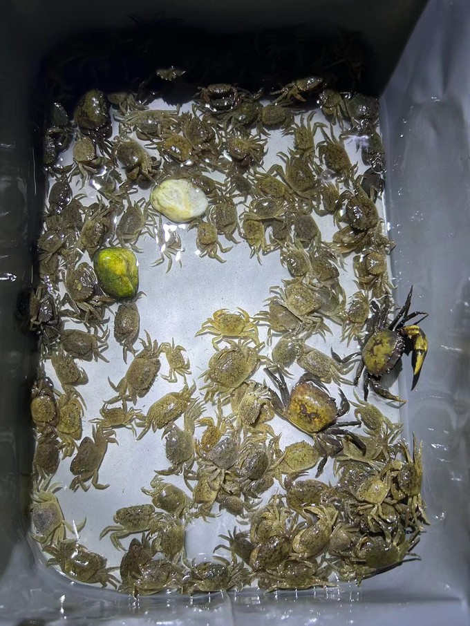 河蟹寒性大吗_(河蟹是寒性的吗)