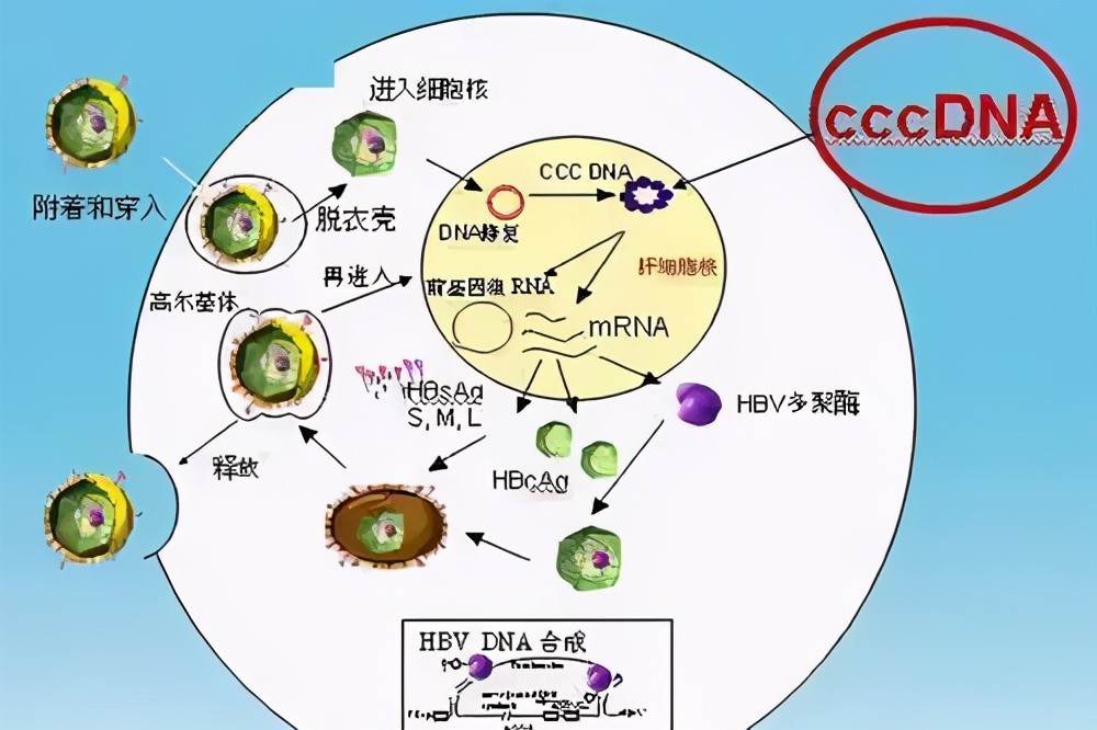 免疫性肝病_(免疫性肝病六项检测)