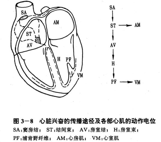 心脏是什么系统_(心脏有什么用)