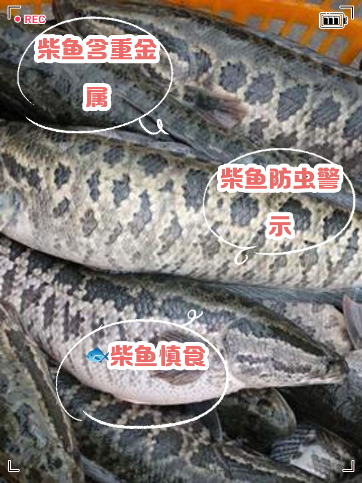 高血压可以吃鱼吗(高血压可以吃鱼吗每天吃多少)