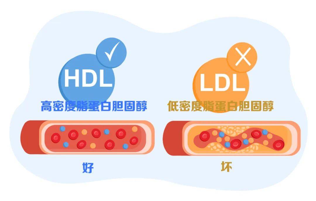 低密度脂胆固醇-(低密度脂胆固醇381严重吗)