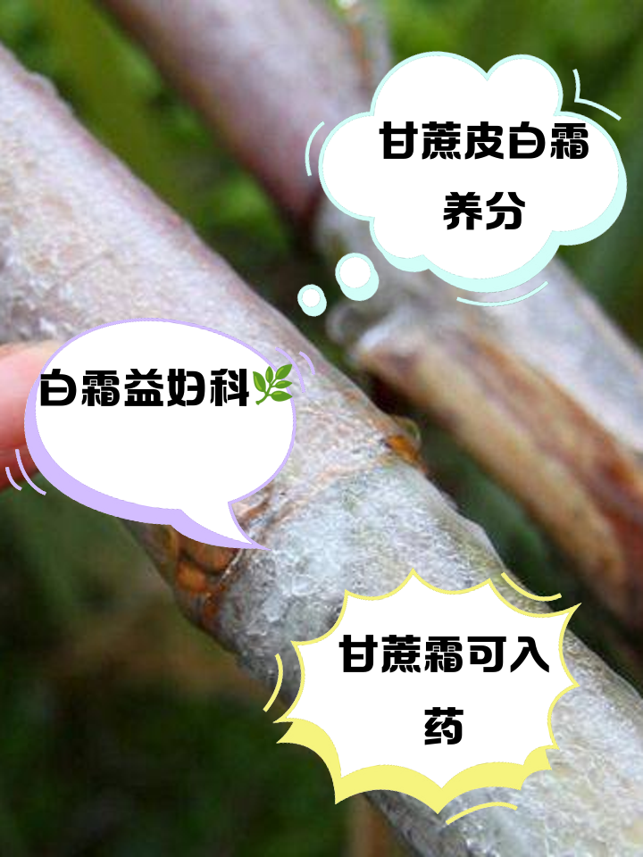 甘蔗皮-(甘蔗皮有什么利用价值)