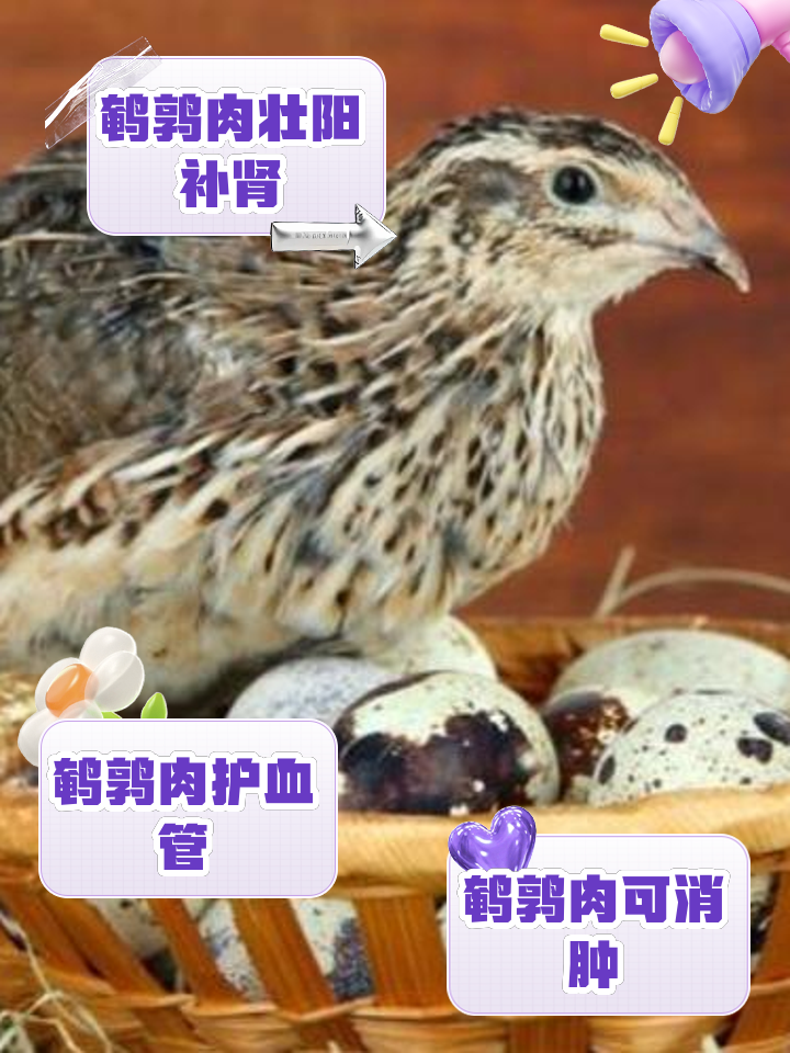 鸟肉的功效与作用-(鸟肉的功效与作用以及营养价值)